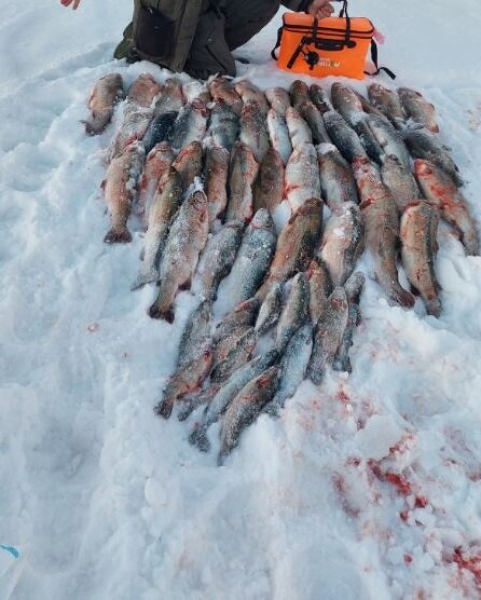 Подробнее о статье Рыбалка в Ленинградской области на Ладоге, где сбежала форель 300 тонн