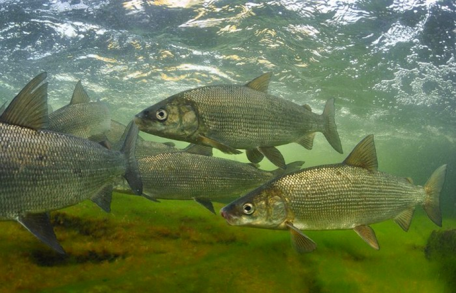 Подробнее о статье Чир — что это за рыба? Как ее можно поймать на реке Обь?