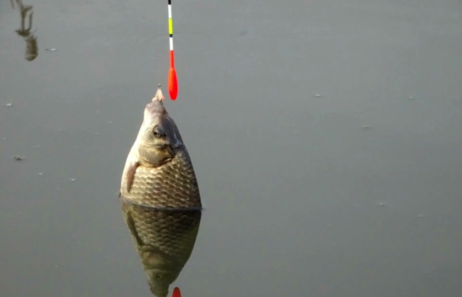 Подробнее о статье Что можно поймать на рыбалке весной? Будут ли богатые уловы?